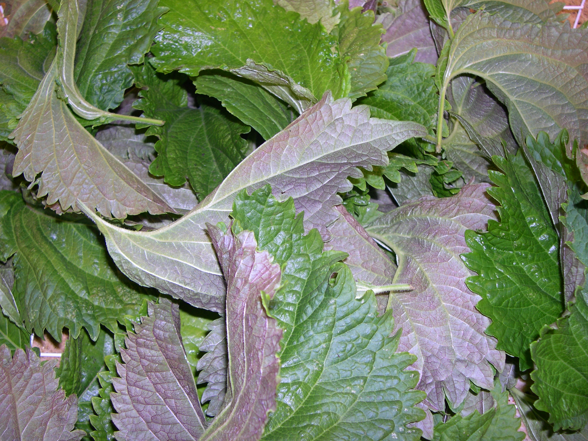 Shiso at NamaYasai LLP - Japanese Vegetable Growers in the UK